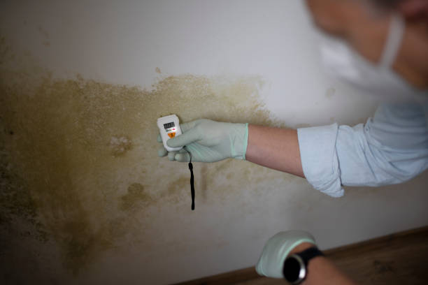 Mold Documentation for Insurance Claims in Brownfield, TX